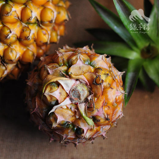 生态凤梨 | 合作生产*Eco- pineapple | Coproduction 商品图1