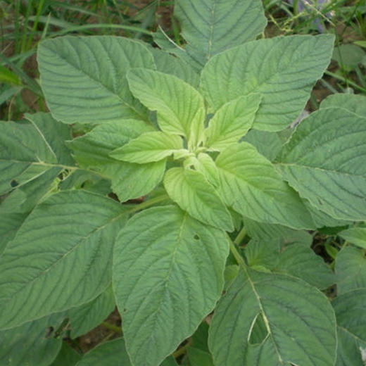 彩虹雨农场配送新鲜青菜生态蔬菜野苋菜京津冀满百包邮