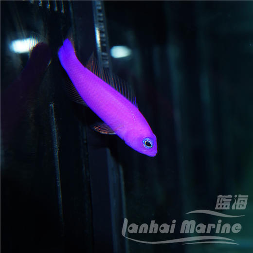 紫草莓 商品图1