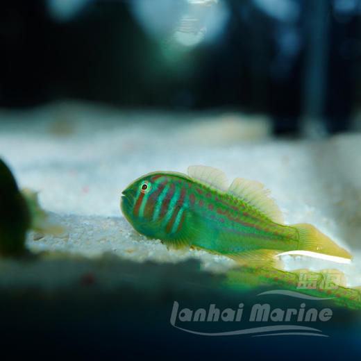 绿蟋蟀 商品图1