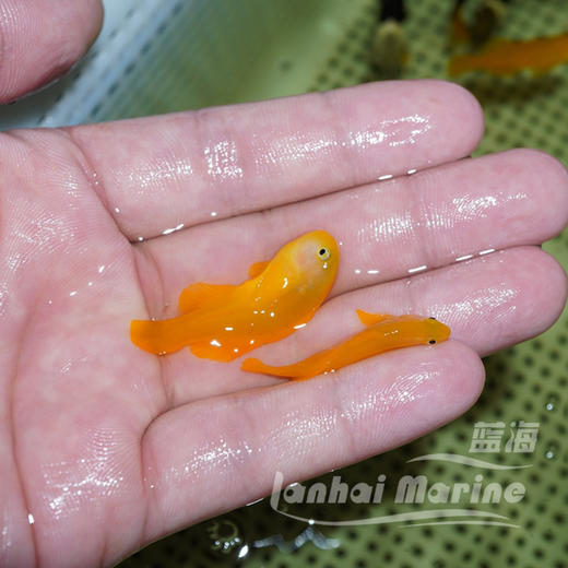 黄蟋蟀 商品图2