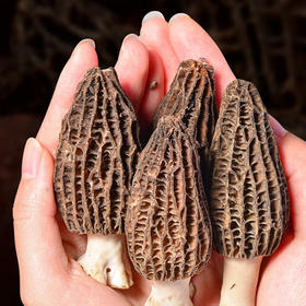 羊肚菌干货云南特产羊肚菇羊肚菌菇包干羊肚蘑菌类煲汤料