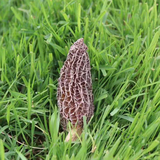 羊肚菌干货云南特产羊肚菇羊肚菌菇包干羊肚蘑菌类煲汤料 商品图3