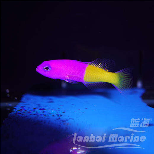 印度双色草莓 商品图1