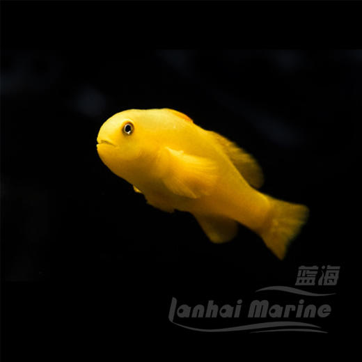 黄蟋蟀 商品图1