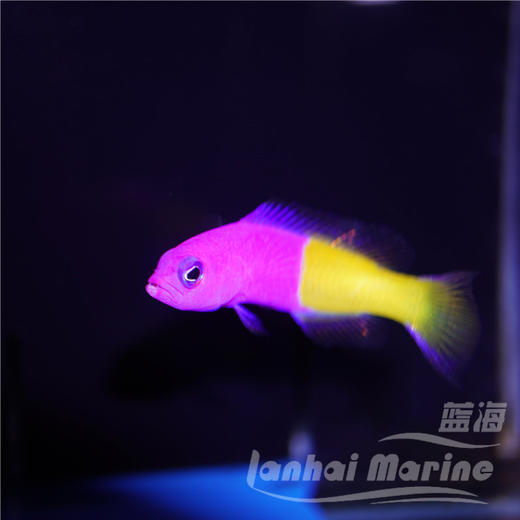 印度双色草莓 商品图3