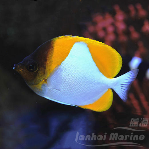 黄霞蝶 不吃珊瑚 商品图1