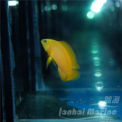 黄草莓 商品图3