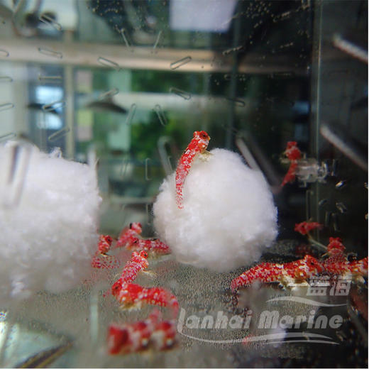 火麒麟（吃虫子） 商品图1