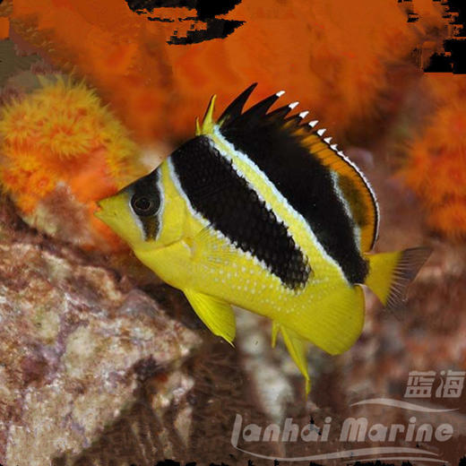 马代深水蝶 商品图1