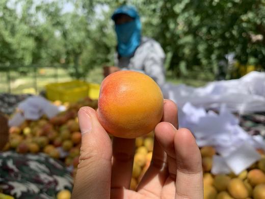 新疆小红杏 3斤 商品图2