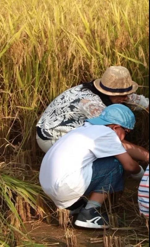 【最美稻田季】Go，7月31日稻田割稻去 商品图2