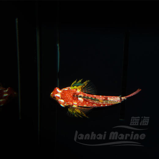 金翅火麒麟（吃虫子） 商品图4