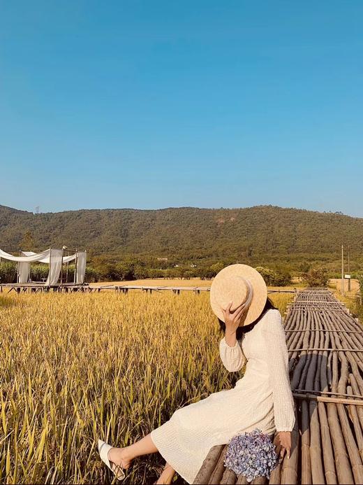 【最美稻田季】Go，7月31日稻田割稻去 商品图4