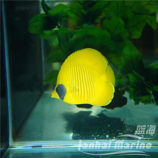 红海黄金蝶 商品图2