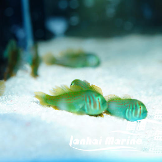 绿蟋蟀 商品图5