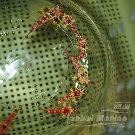 火麒麟（吃虫子） 商品图3