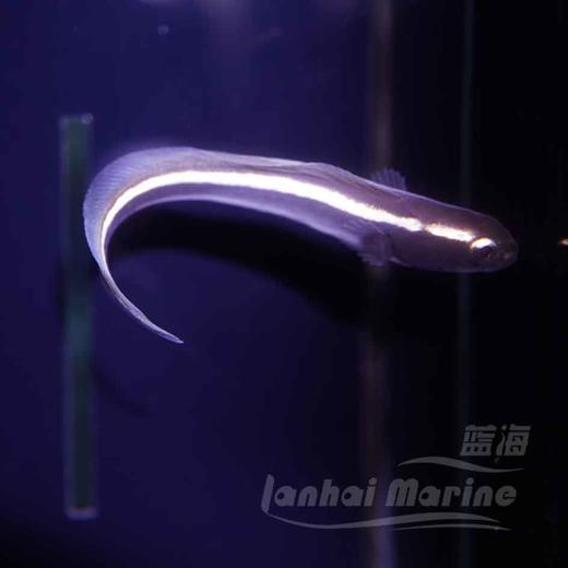 工兵虾虎（拟态猫须） 商品图3