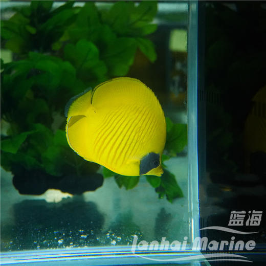 红海黄金蝶 商品图3