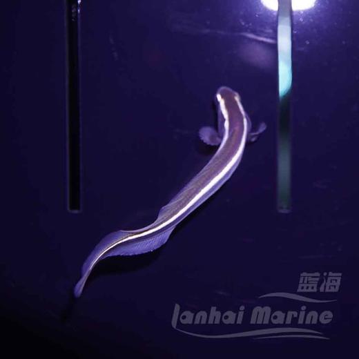 工兵虾虎（拟态猫须） 商品图2