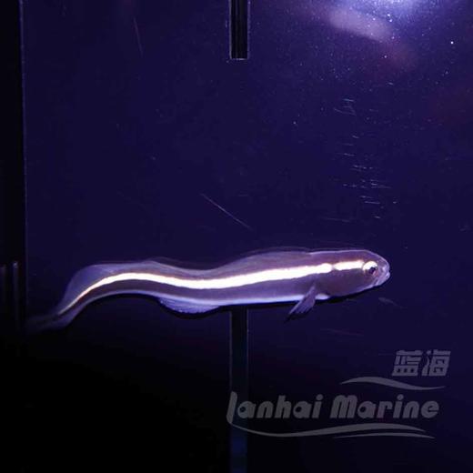 工兵虾虎（拟态猫须） 商品图1