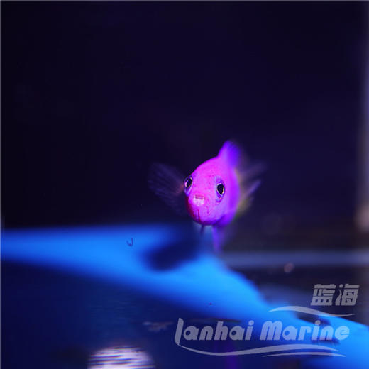 印度双色草莓 商品图4