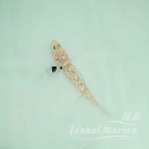 绿高鳍虾虎 商品图4