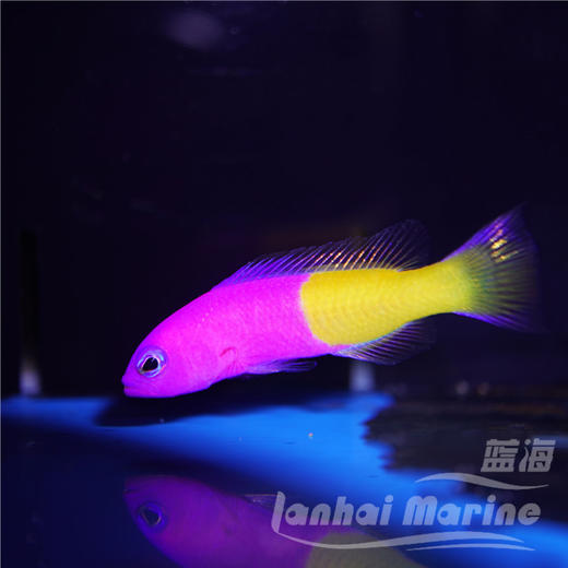 印度双色草莓 商品图2