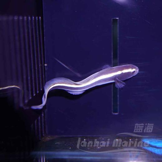 工兵虾虎（拟态猫须） 商品图4