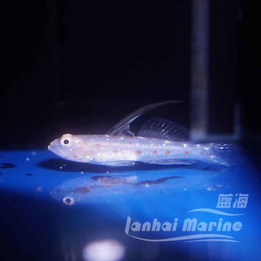绿高鳍虾虎 商品图1