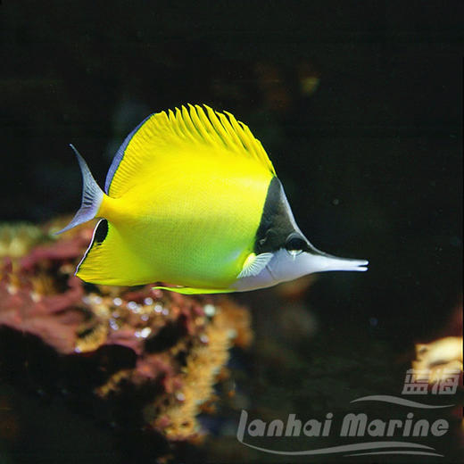 黄火箭 商品图1