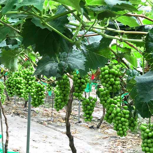 夏日香印陽光玫瑰青提3斤裝葡萄中的愛馬仕汁多味甘花香濃郁順豐空運