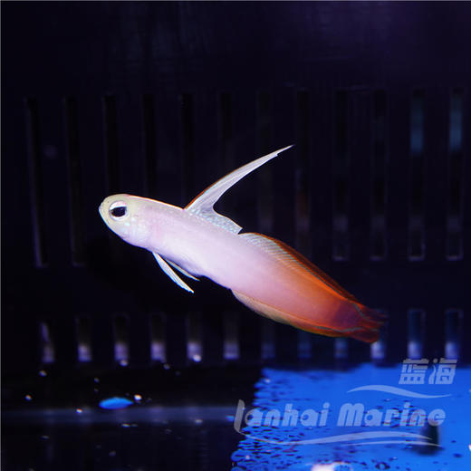 雷达 红雷达 大口线塘鳢 商品图3