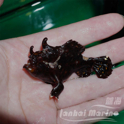 皇冠五脚虎-黑色 商品图1