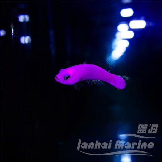 紫草莓 商品图2