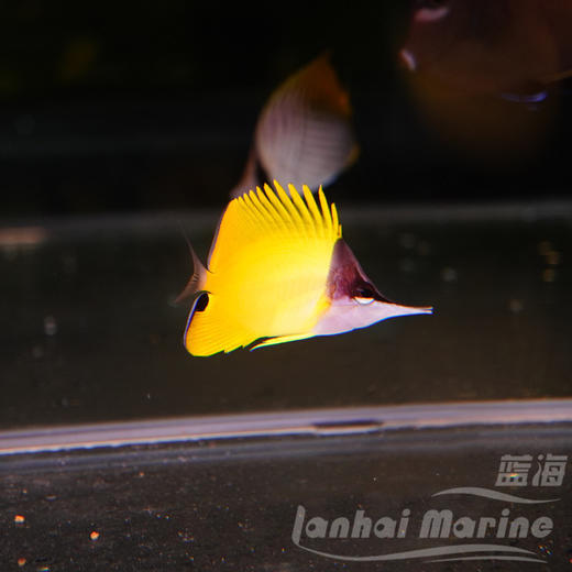 黄火箭 商品图4