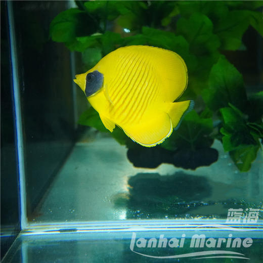 红海黄金蝶 商品图4