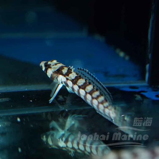 灰火箭虾虎 商品图4