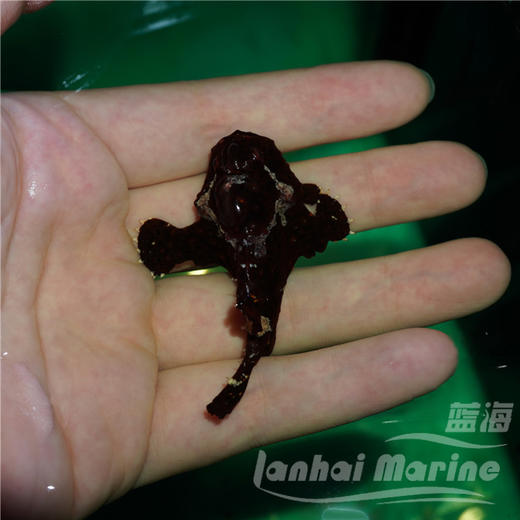 皇冠五脚虎-黑色 商品图3