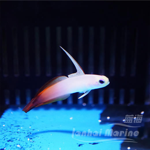 雷达 红雷达 大口线塘鳢 商品图5