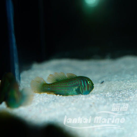 绿蟋蟀 商品图3