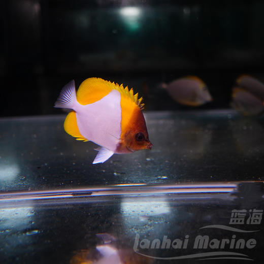 黄霞蝶 不吃珊瑚 商品图3