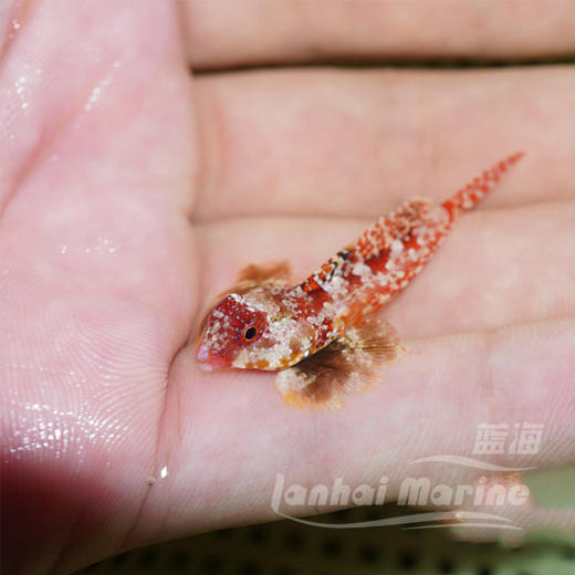 火麒麟（吃虫子） 商品图2