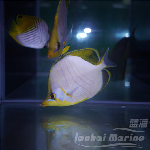 马代金月光蝶 商品图5