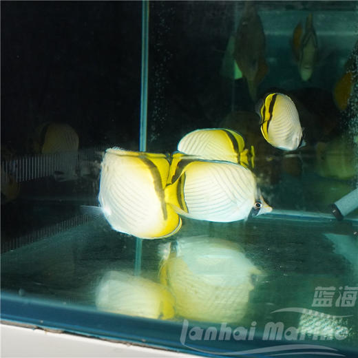 假人字蝶 商品图4