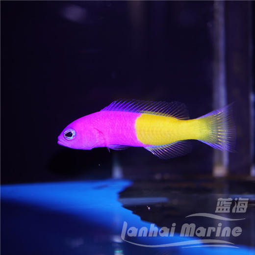 印度双色草莓 商品图6