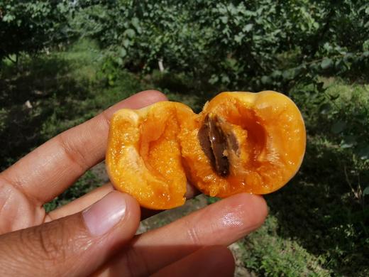 新疆小红杏 3斤 商品图0