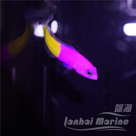 印度双色草莓 商品图5