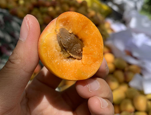 新疆小红杏 3斤 商品图1