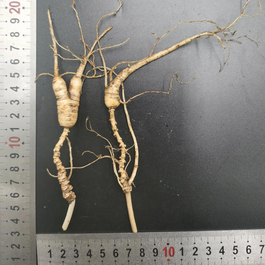 长白山15年新鲜野山参10支礼盒装 商品图6